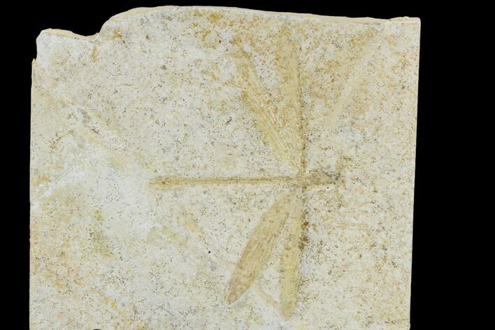 Fossil Dragonfly (Tharsophlebia) - Solnhofen Limestone #113347